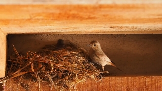 Dove, Bird, Animal, Wildlife, Beak, Feather