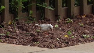 Dove, Bird, Beak, Feather, Gull, Wildlife