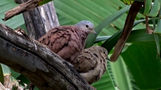Dove, Bird, Beak, Wildlife, Feather, Feathers