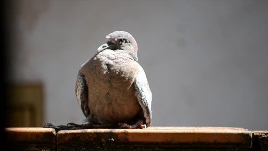 Dove, Bird, Beak, Wildlife, Feathers, Feather