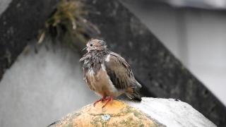 Dove, Bird, Ruddy Turnstone, Wildlife, Sparrow, Beak