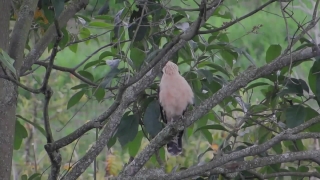 Dove, Bird, Tree, Branch, Wildlife, Feather