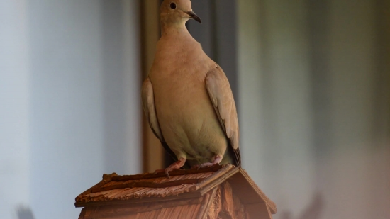 Dove, Bird, Wildlife, Animal, Feather, Beak