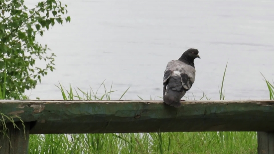Dove, Bird, Wildlife, Animal, Feather, Beak