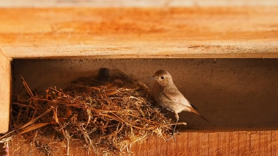 Dove, Bird, Wildlife, Beak, Animal, Feather