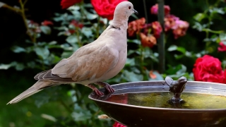Dove, Bird, Wildlife, Beak, Feather, Animal