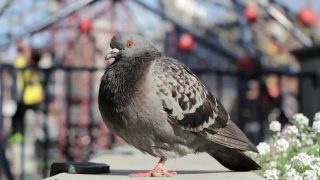 Dove, Bird, Wildlife, Beak, Feather, Animal