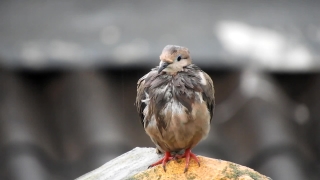 Dove, Bird, Wildlife, Beak, Feather, Animal
