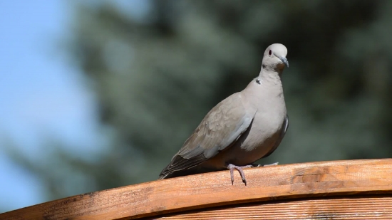 Dove, Bird, Wildlife, Beak, Feather, Animal