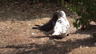Dove, Bird, Wildlife, Beak, Feather, Seabird