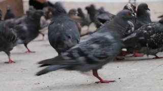 Dove, Bird, Wildlife, Beak, Feather, Wild