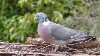 Dove, Bird, Wildlife, Feather, Animal, Beak
