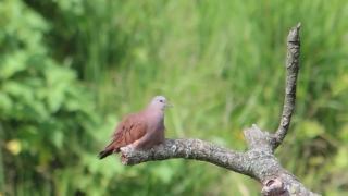 Dove, Bird, Wildlife, Feather, Animal, Beak