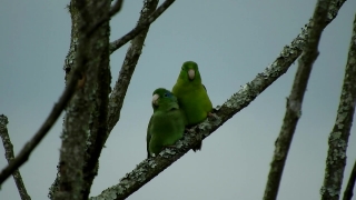 Dove, Bird, Wildlife, Tree, Feather, Beak