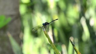 Dragonfly, Insect, Arthropod, Damselfly, Fly, Invertebrate