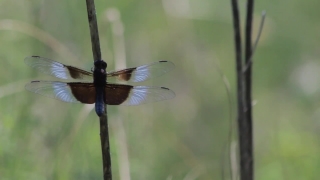 Dragonfly, Insect, Arthropod, Damselfly, Invertebrate, Close