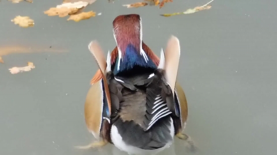 Drake, Duck, Dancer, Bird, Performer, Waterfowl