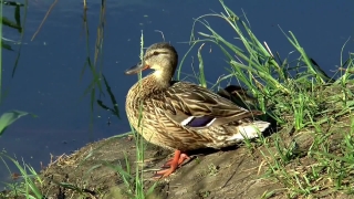 Drake, Duck, Waterfowl, Bird, Wildlife, Feather