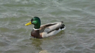 Drake, Duck, Waterfowl, Bird, Wildlife, Lake