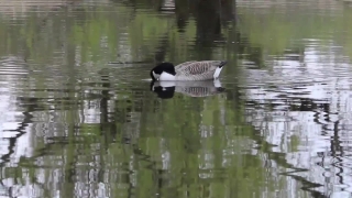 Drake, Duck, Waterfowl, Goose, Water, Bird