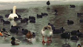 Duck, Bird, Drake, Water, Aquatic Bird, Waterfowl