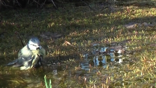Duck, Bird, Water, Swamp, Land, Drake
