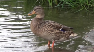 Duck, Drake, Waterfowl, Goose, Red-breasted Merganser, Bird