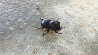 Dung Beetle, Beetle, Insect, Rhinoceros Beetle, Bug, Antenna