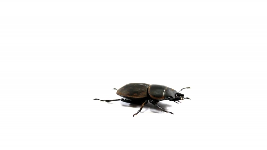 Dung Beetle, Beetle, Insect, Rhinoceros Beetle, Bug, Close