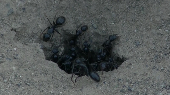 Dung Beetle, Beetle, Insect, Sand, Beach, Texture