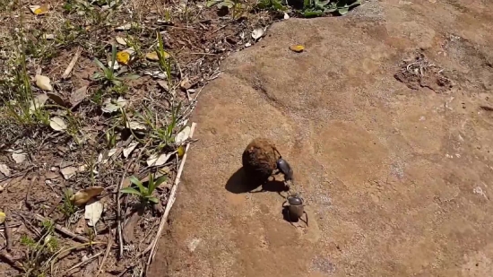 Dung Beetle, Beetle, Insect, Sand, Beach, Water