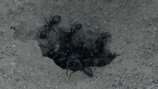 Dung Beetle, Beetle, Insect, Sand, Texture, Beach