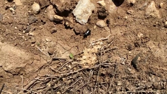 Dung Beetle, Beetle, Insect, Texture, Stone, Surface