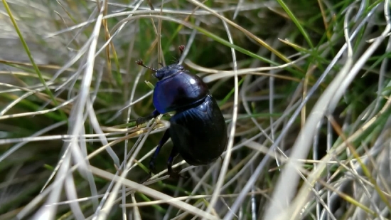 Dung Beetle, Beetle, Insect, Wildlife, Plant, Wild