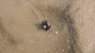 Dung Beetle, Sand, Beetle, Beach, Sea, Texture