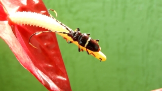 Earwig, Insect, Arthropod, Invertebrate, Animal, Bug