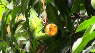 Edible Fruit, Fruit, Food, Tree, Produce, Leaf