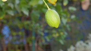 Edible Fruit, Fruit, Produce, Food, Fig, Citrus