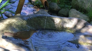 Eel, River, Water, Waterfall, Stone, Stream