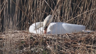 Egret, Heron, Wading Bird, Bird, Aquatic Bird, Wildlife