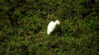 Egret, Heron, Wading Bird, Bird, Feather, Aquatic Bird