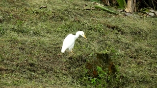 Egret, Heron, Wading Bird, Bird, Wildlife, Feather