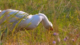 Egret, Heron, Wading Bird, Grass, Aquatic Bird, Field