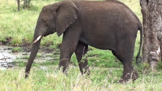 Elephant, Mammal, Tusker, Safari, Wildlife, Wild