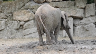 Elephant, Mammal, Wildlife, Safari, Wild, Trunk