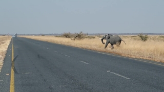 Elephant, Water Buffalo, Old World Buffalo, Safari, Wildlife, Wild