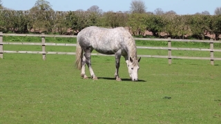 Equine, Horse, Ass, Farm, Horses, Grass