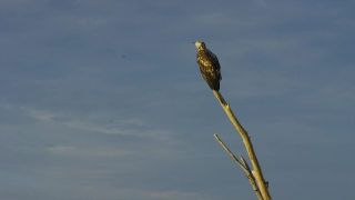Falcon, Hawk, Bird, Kite, Bird Of Prey, Beak