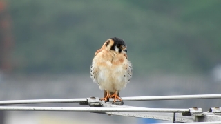 Falcon, Sparrow, Bird, Hawk, Beak, Wildlife