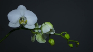 False Lily Of The Valley, Bulbous Plant, Vascular Plant, Plant, Flower, Blossom